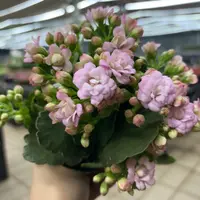 精品克里斯蒂长寿到手一盆