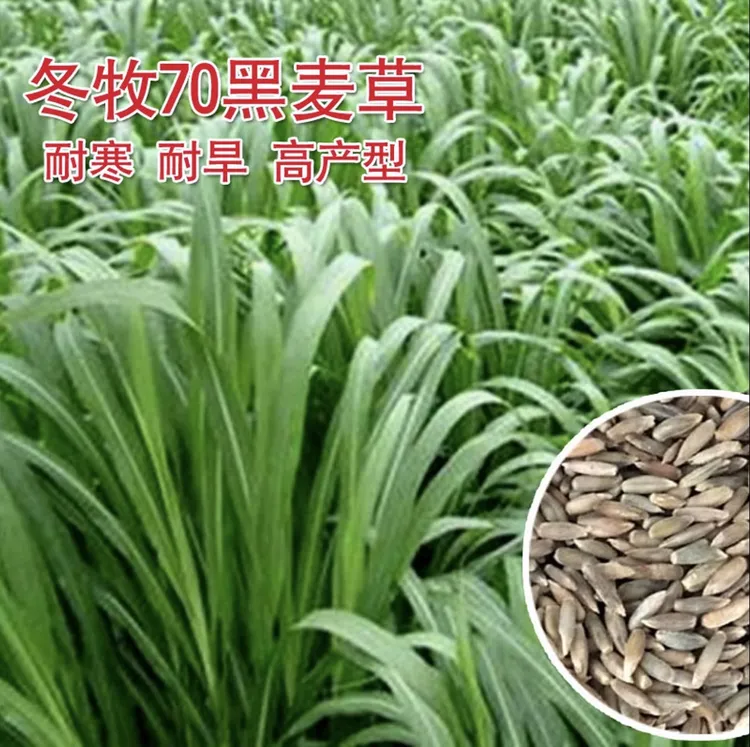 冬牧70菜心黑麦草种子播种耐寒多次收割多年生长快牛羊猪鸡鸭鹅鱼