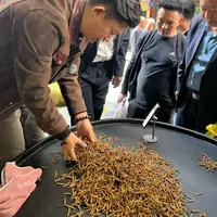 【冬虫夏草】精品草 实收 2025新干草 自然晒干 品质滋补实拍图