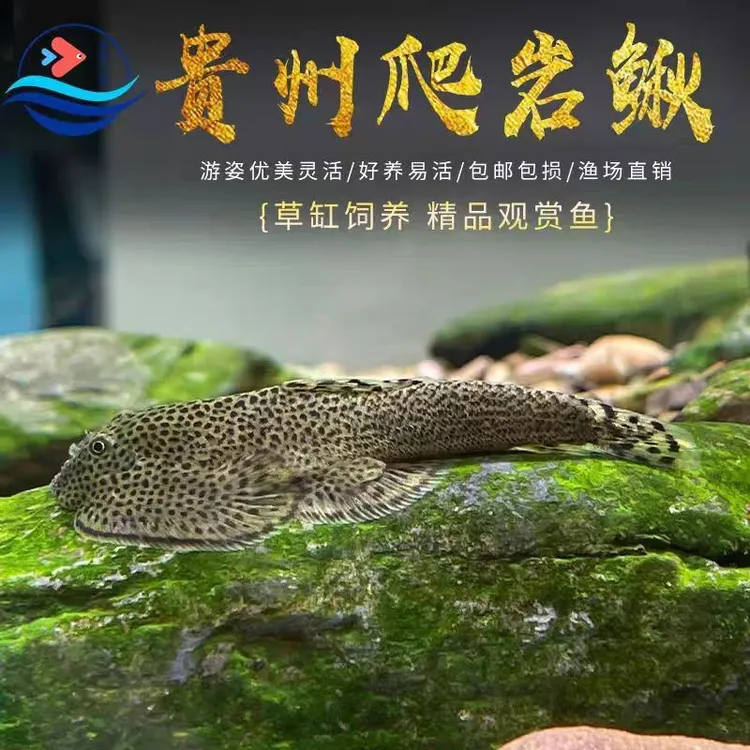 正宗贵州琵琶爬岩鳅冷水鱼除藻小型鱼小鱼缸清道夫耐活冷水观赏