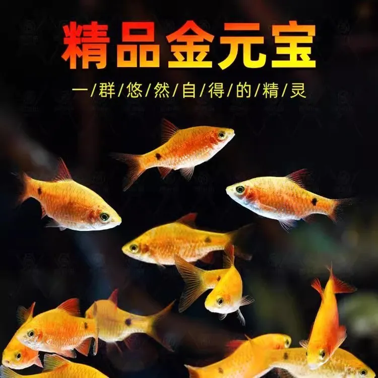 招财小金鱼耐活好养金元宝鱼冷水耐寒无需打氧观赏鱼玫瑰鲫鱼小鱼