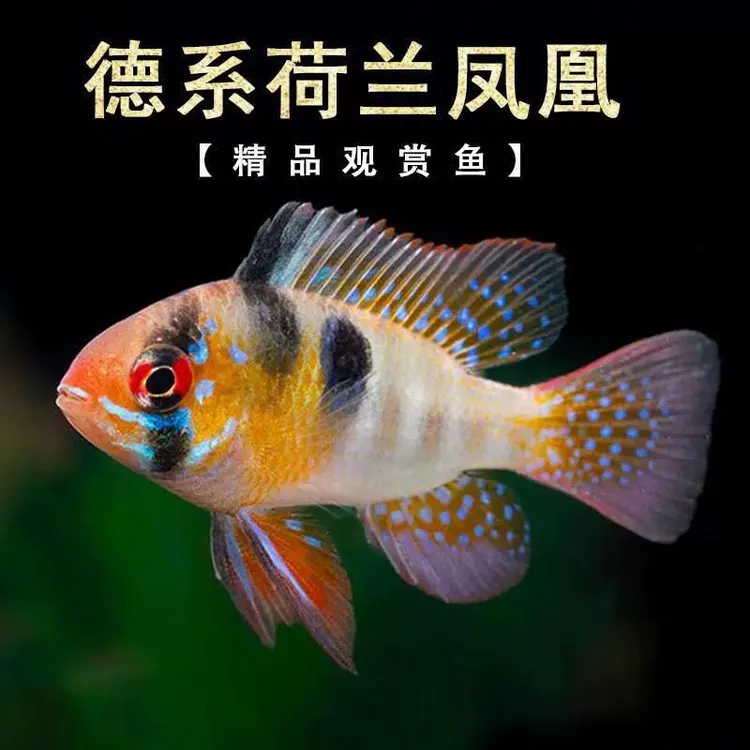 德系荷兰凤凰鱼波子长尾鱼七彩小型热带观赏鱼淡水新手宝蓝鱼