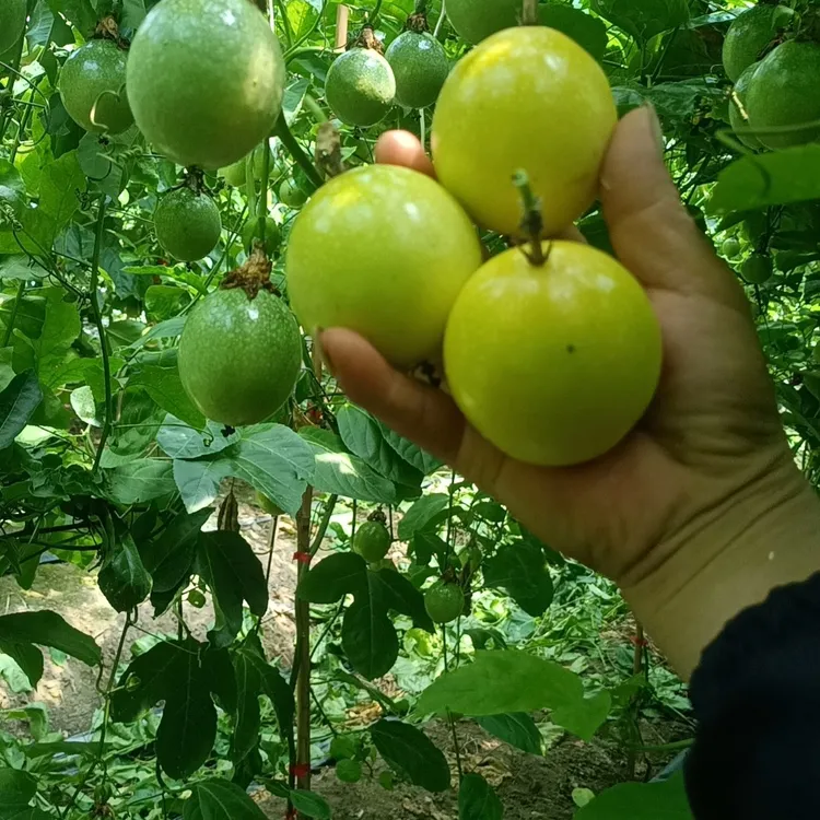 赣南高山村超黄金百香果酥梨钦密九号黄金百香果自家果园现摘现发