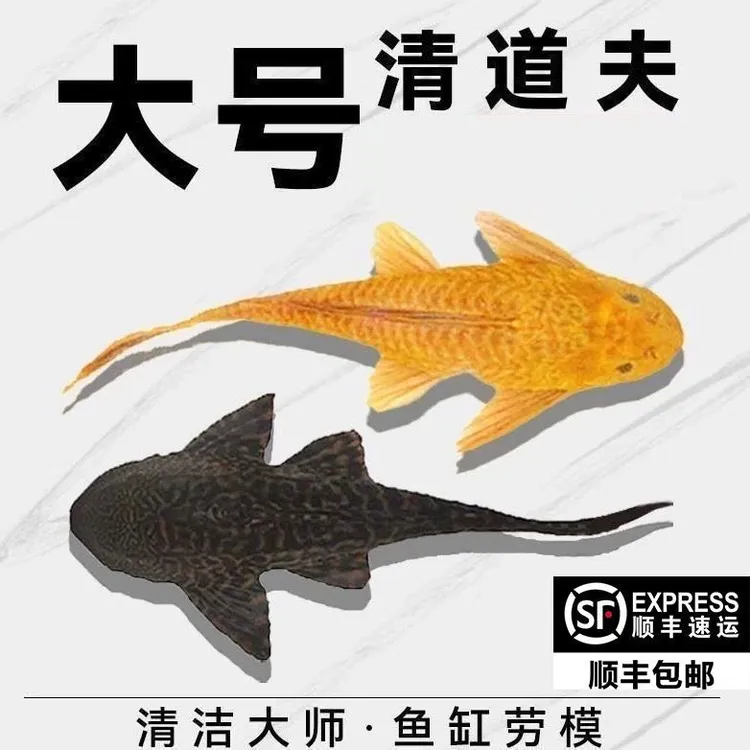 豹纹清道夫鱼女王大帆冷水热带工具鱼清洁观赏鱼热带小型特大吸盘