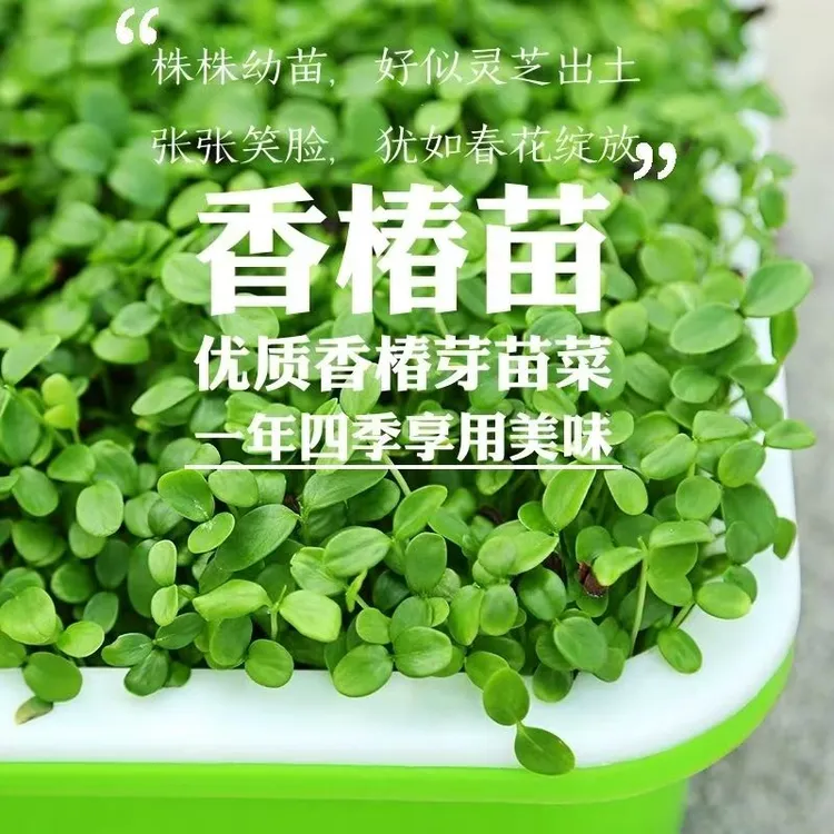 有机蔬菜新鲜香椿苗爽口特别特色菜营养健康美味酒店专供水培新鲜