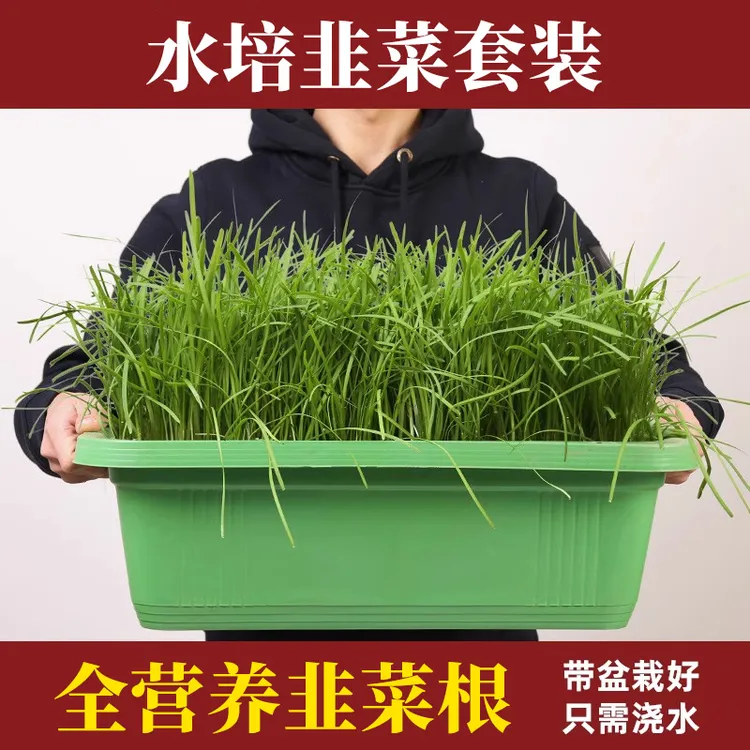 水培韭菜套装带盆栽好无土栽培韭菜苗盆景阳台盆栽新鲜蔬菜自种