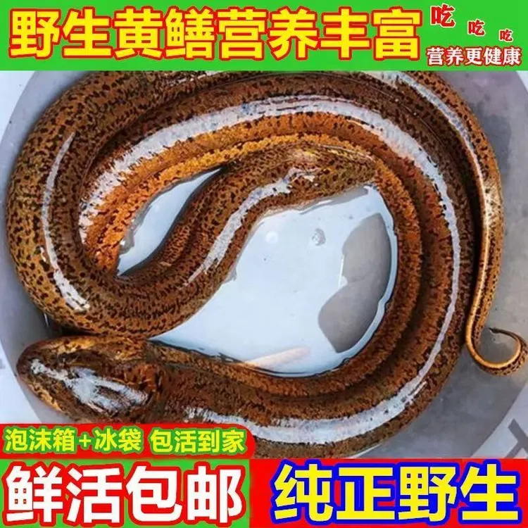 黄鳝鱼活的纯野生土黄鳝鲜活野生原生态野外捕捉黄鱼长鱼营养鳝鱼