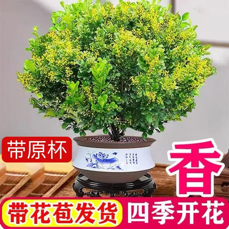 带花苞香水米兰花盆栽花卉植物四季开花浓香好养老桩盆景驱蚊绿植