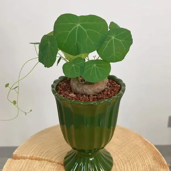山乌龟盆栽带叶发货成品种好网红绿植精致盆栽好养易活爬藤