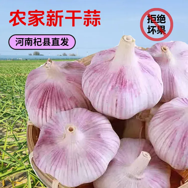 河南紫皮大蒜新干蒜紫白皮干大蒜特大果5斤装特大干蒜头批发团购