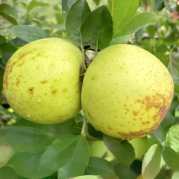 【怕酸勿拍】当季现摘金帅青苹果新鲜水果适合孕妇食用酸脆可口