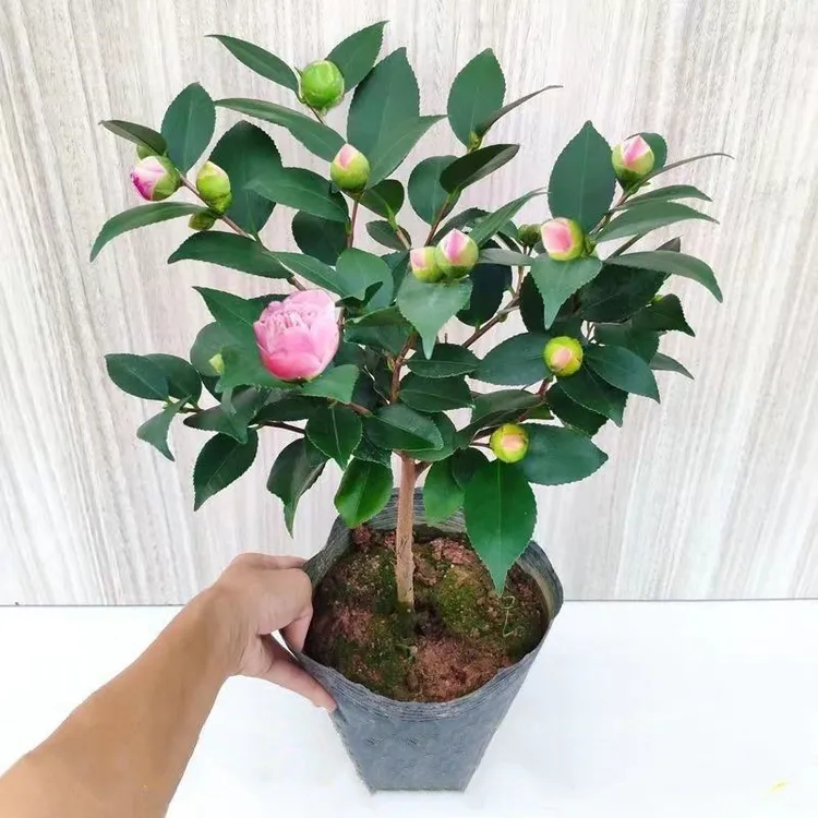 浓香型香妃香水山茶花盆栽室内外盆栽地栽好养四季盆栽绿植带花苞