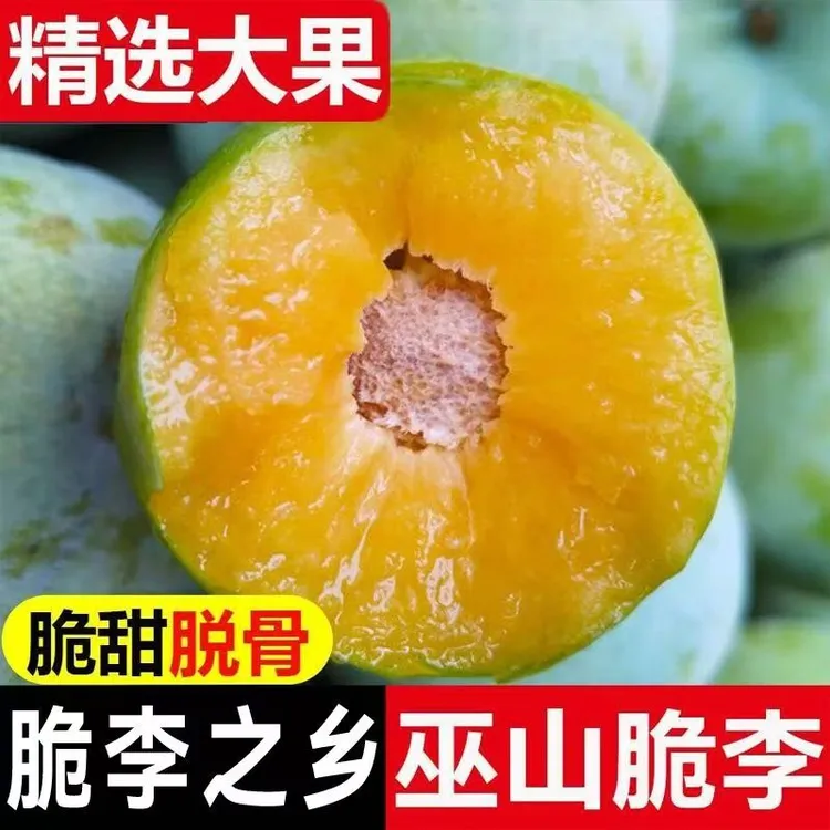 巫山脆李重庆巫山脆李脆甜多汁孕妇小孩老人皆宜新鲜采摘顺丰空运