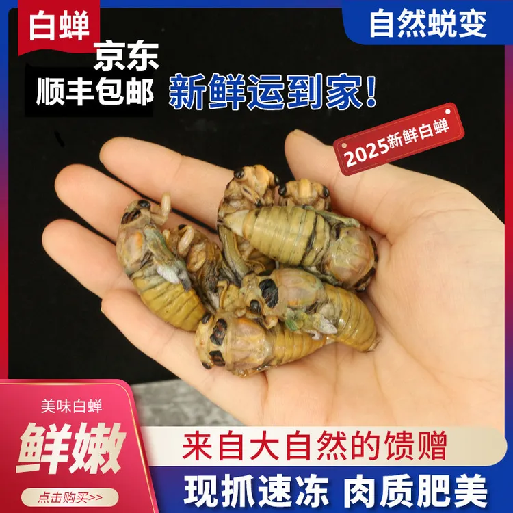 2025鲜嫩脱壳知了猴金白蝉银蝉结了龟非油炸爬叉结了龟（红姐推荐）