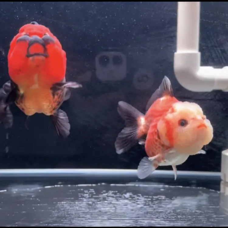 玛丽金鱼短尾金鱼冷水鱼包邮包开箱活