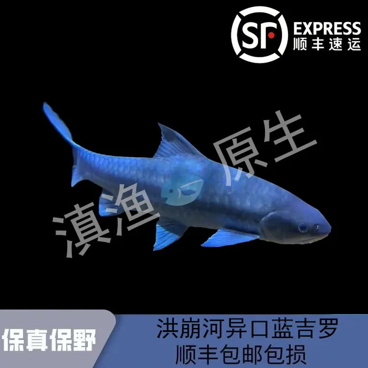 异口蓝吉罗异口新光唇吉罗异口活体保山老挝吉罗观赏鱼工具鱼