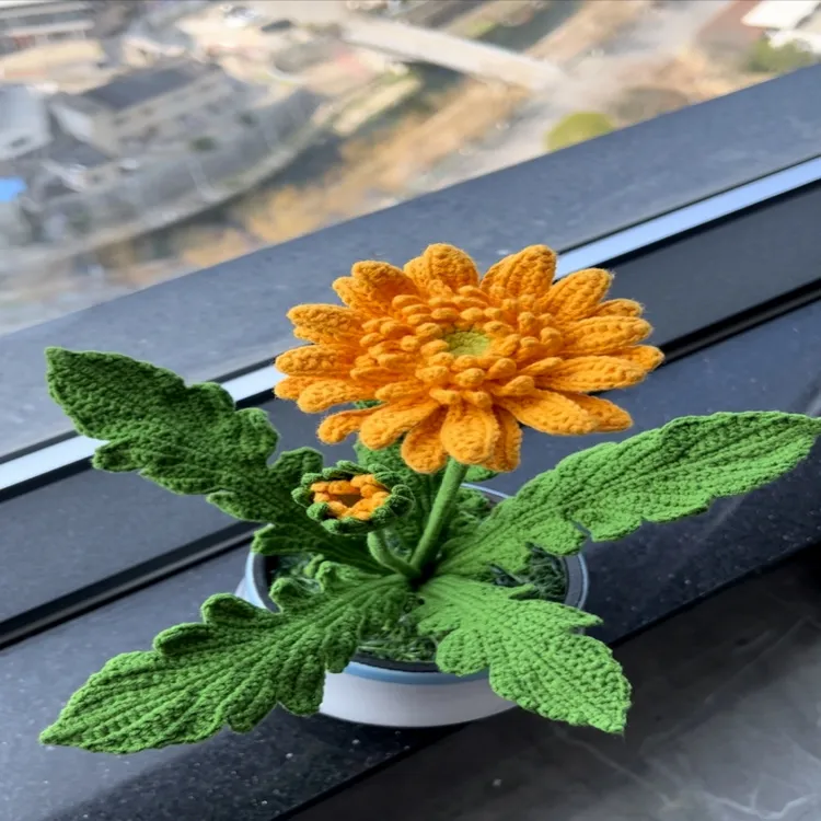 非洲菊（贵妃）（分销）