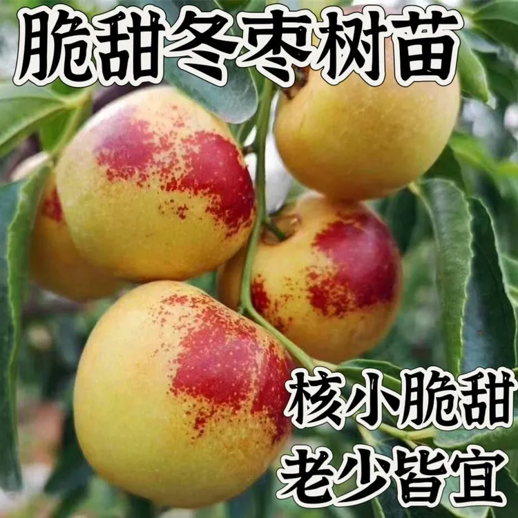 枣树苗脆甜三代沾化冬冰糖脆枣苗南北方种植耐寒庭院盆地栽果树苗