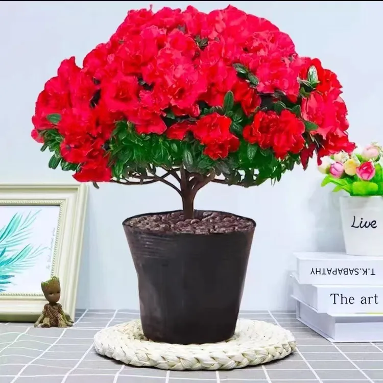 【带花苞】精选红杜鹃花盆栽老桩四季开花庭院阳台好养花卉