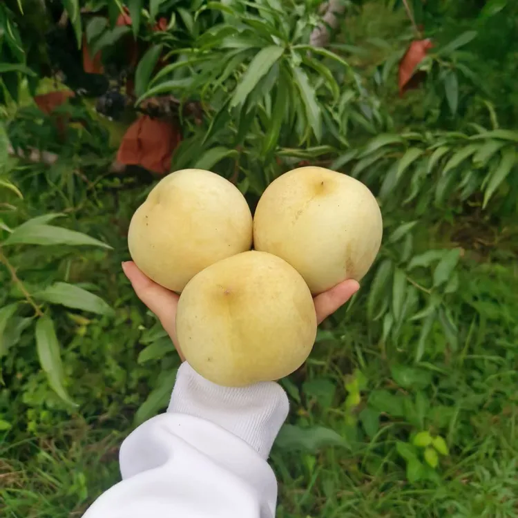 冬白桃熟了挂树期最长，丑冬桃底部会有微裂