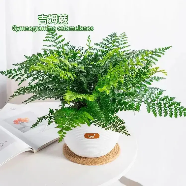 吉姆蕨网红植物盆栽绿植室内茶室盆景花卉水培蕨类观叶好养盆栽花