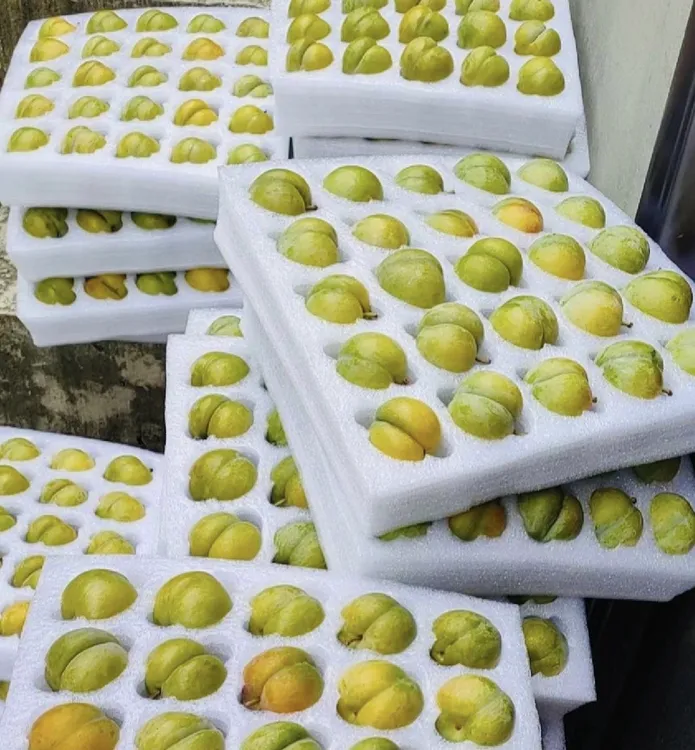 正宗六马蜂糖李十年以上树熟果园直发