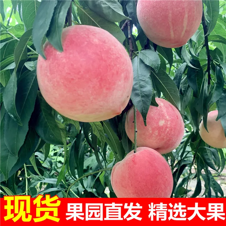河北晚蜜水蜜桃新鲜水果当季现摘现发孕妇儿童喜吃毛桃