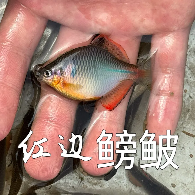 【百宓】红边鳑鲏 | 满边厚色带、大尺寸 冷水鱼 原生鱼