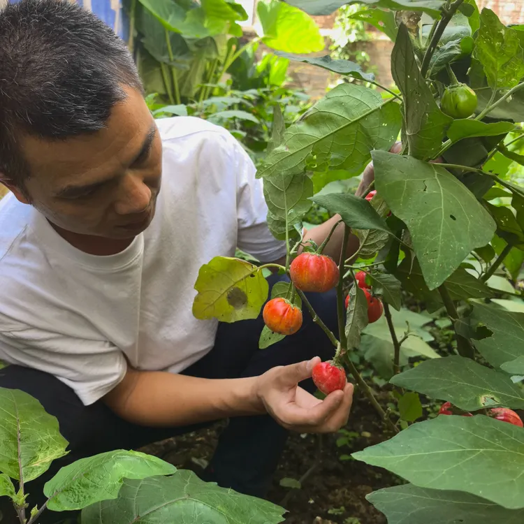 苦子果小苗种球 德宏特产野生蔬菜苦味香浓可种阳台