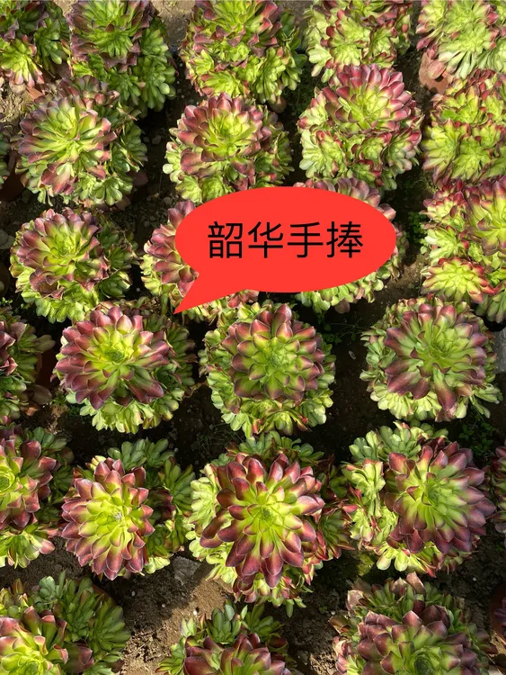 「韶华」精品法师多肉脱土裸根基地批发