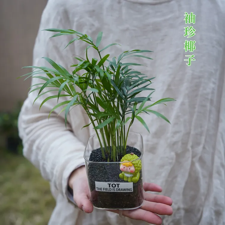 ins风新品推荐袖珍椰子绿植盆栽客厅摆件盆栽懒人好养四季常青