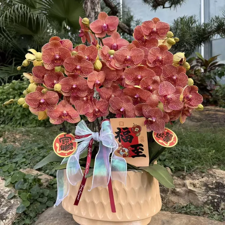  蝴蝶兰《黄金豹》稀缺小众品种 橙色系中花型蜡质花送礼佳品室内花