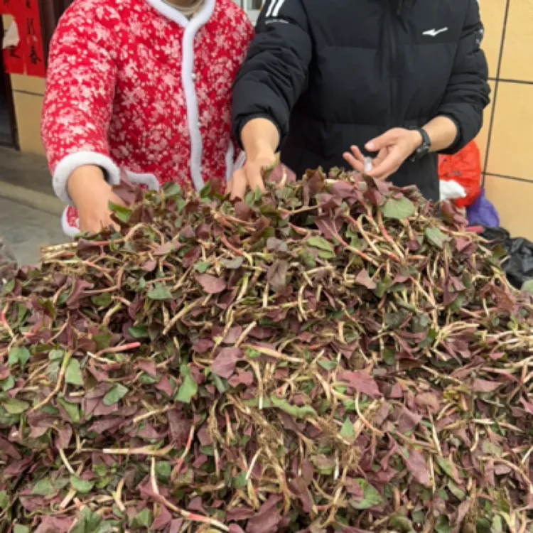 四川折耳根现挖现发