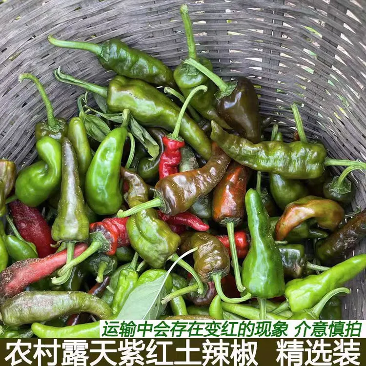 陕南石泉新鲜现摘小青乌红辣椒薄皮炒肉做泡椒特香辣汉阴紫阳