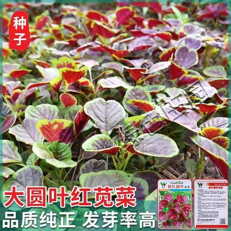 春播】红苋菜种子春夏新鲜青菜种籽野菜四季盆栽阳台蔬菜种子汉菜