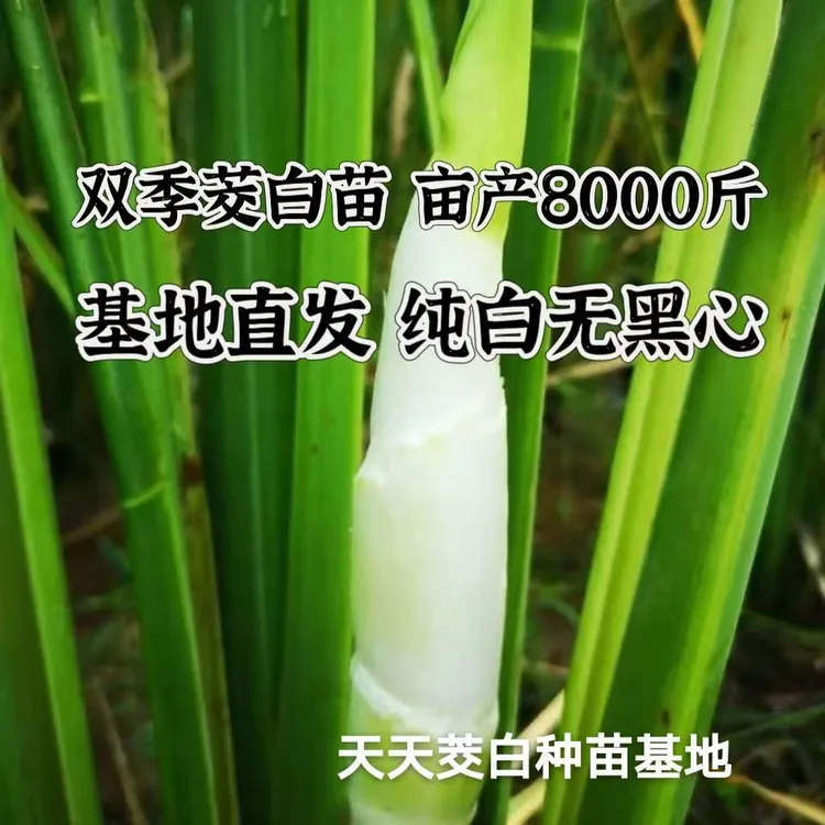 茭白苗现挖特早熟改良型双季茭白苗种四季高笋种苗高瓜苗菱白种苗