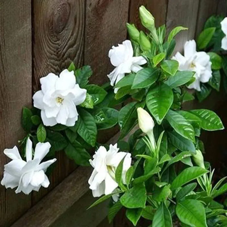 栀子花盆栽独杆苗基地带花苞发桌面室内花卉植物庭院四季开花浓香
