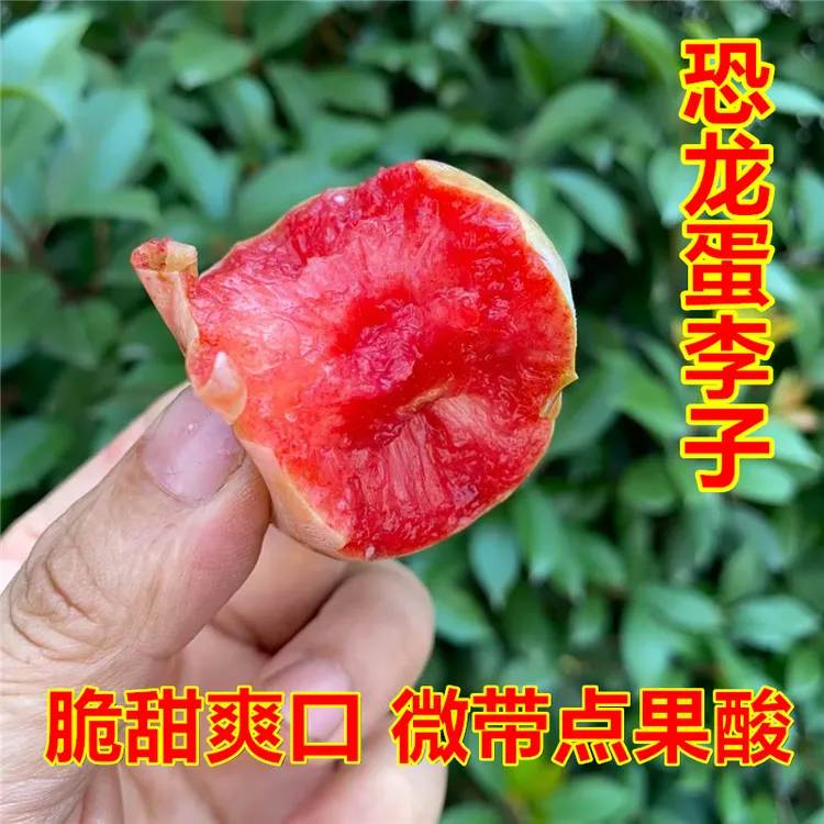 新疆同品种现摘现发恐龙蛋李子味帝红心李子孕妇水果新鲜脆甜爽口