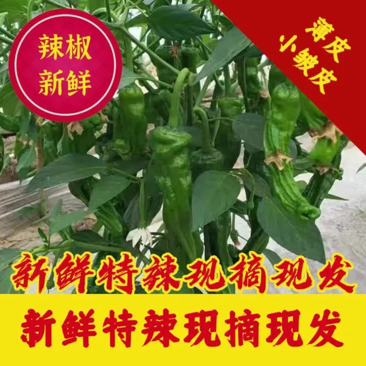 农家自种新鲜薄皮青椒微辣爽口应季蔬菜现摘现发