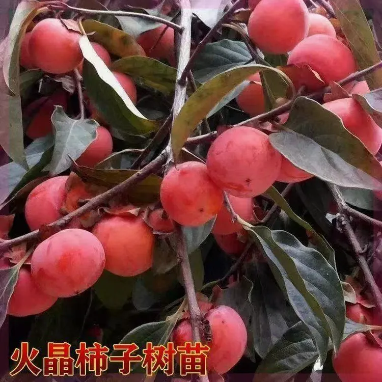 嫁接火晶柿子树苗新品种无核软柿子苗南北方种植甜柿树苗当年结果