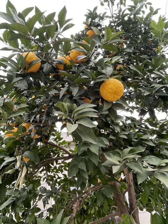 湖北松滋八宝野生酸泡柑臭皮柑（下火神器）