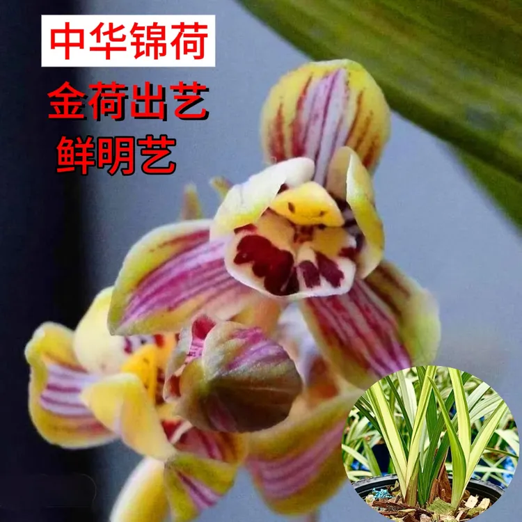 【中华锦荷】兰花金荷出艺七彩玲珑浓香室内绿植荷瓣带花苞老种花卉
