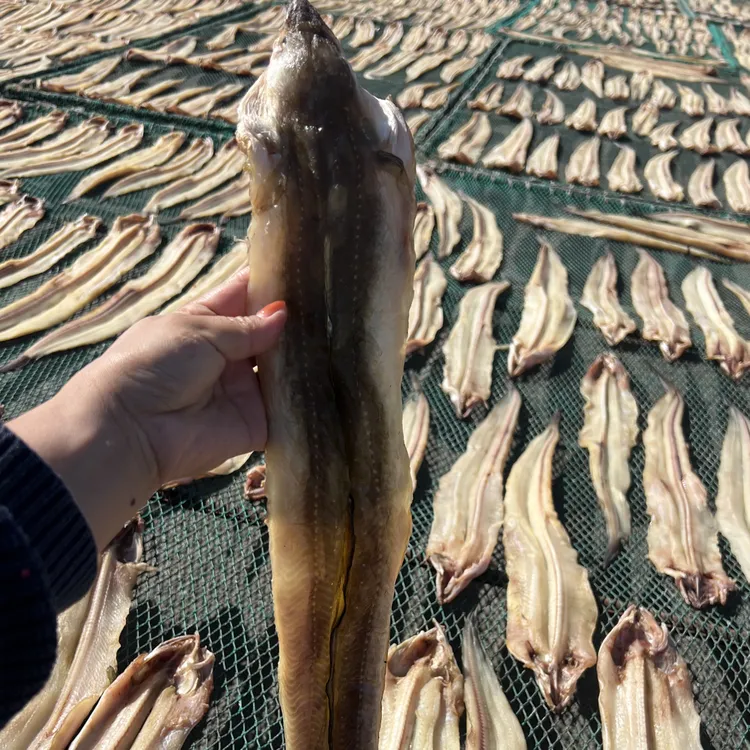 大连野生七星鳗油鳗干大号（油鳗油大晒不了太干介意勿拍冷冻发货）