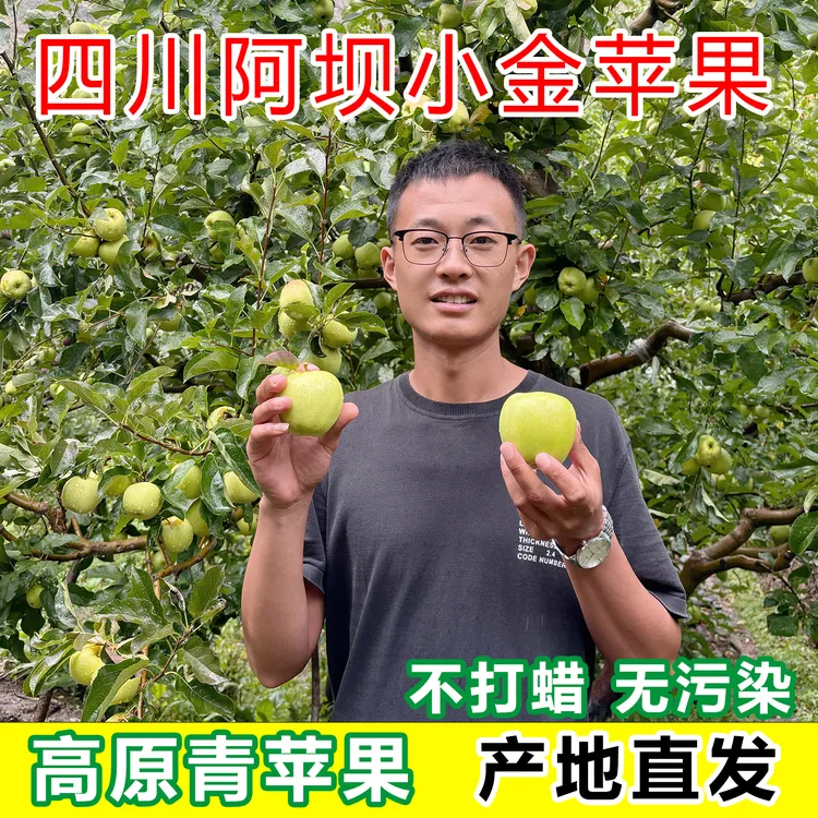 小金县青苹果高海生长酸甜可口生态水果现摘自然成熟果园直发