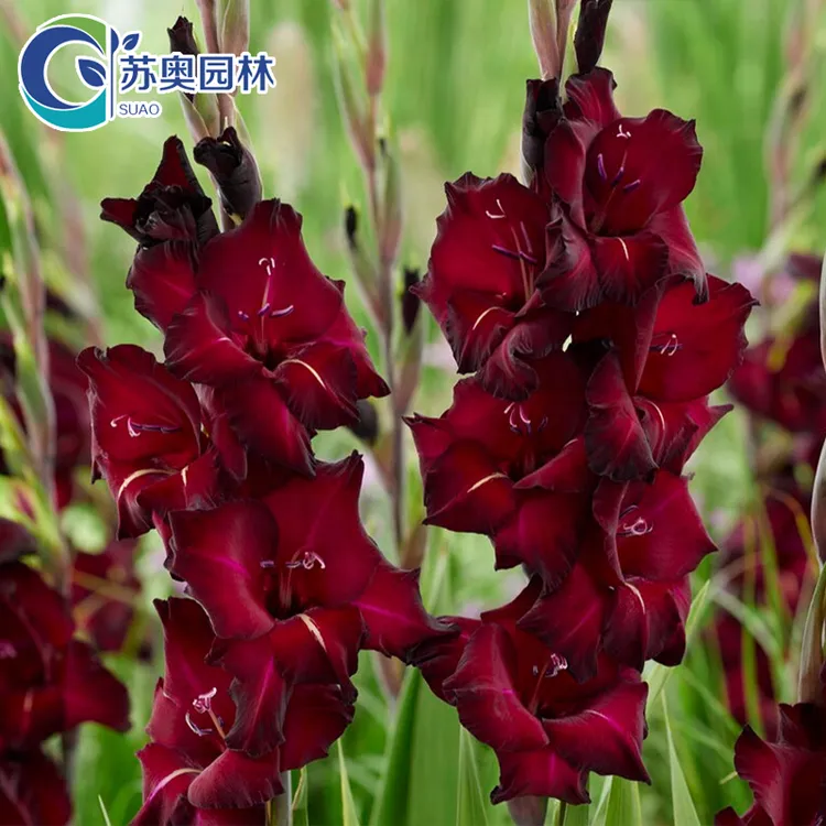 5颗【黑魔术】唐菖蒲剑兰种球进口球根花卉阳台室外庭院盆栽四季