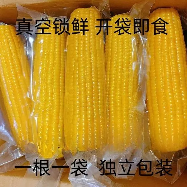 山东笨玉米黄玉米不甜不糯粗粮代餐味道三高可食真空熟老玉米