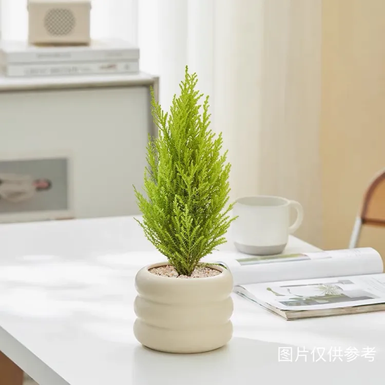 【加团送底座】香味小香松盆栽室内桌面好养花卉绿植盆栽室内净化