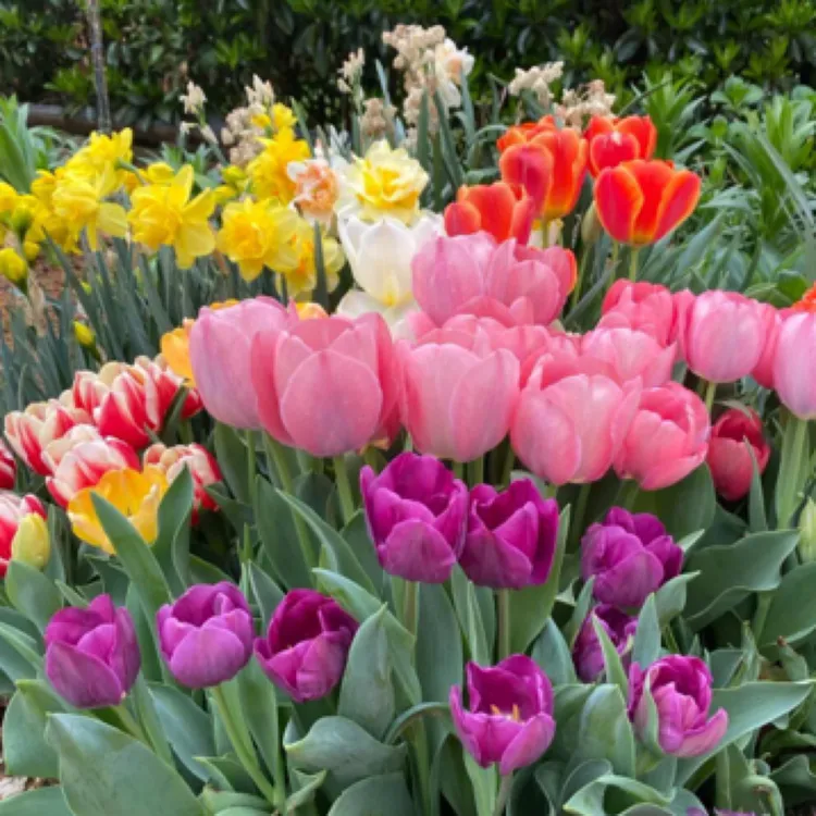 进口郁金香种球土栽水培（一袋20颗）