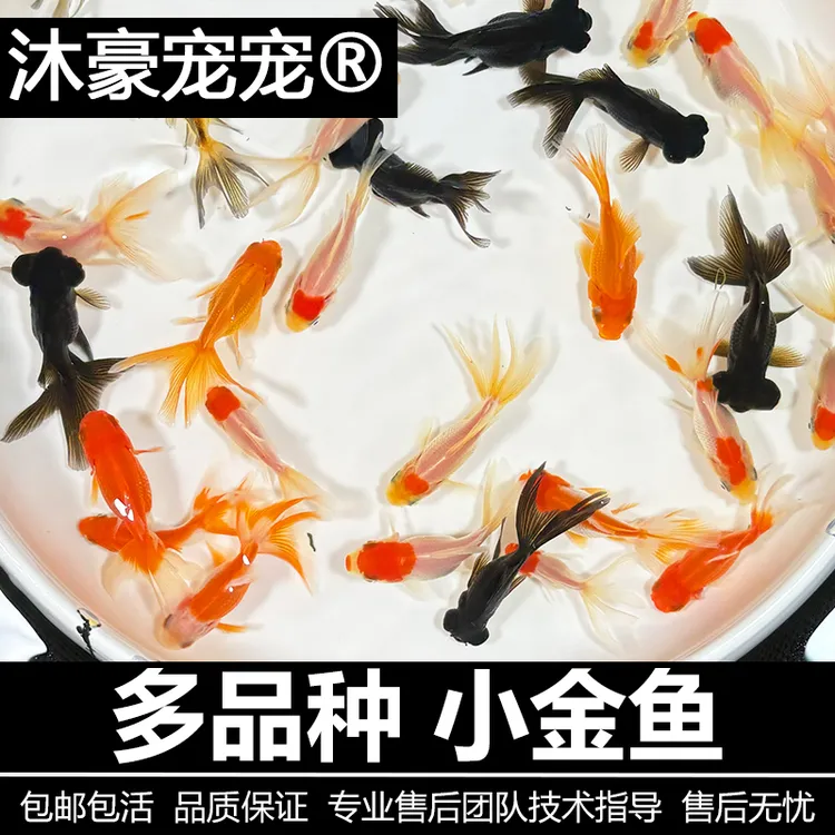沐豪宠宠【小金鱼】观赏鱼冷水鱼淡水鱼好养耐活的鱼新手练手鱼丹顶