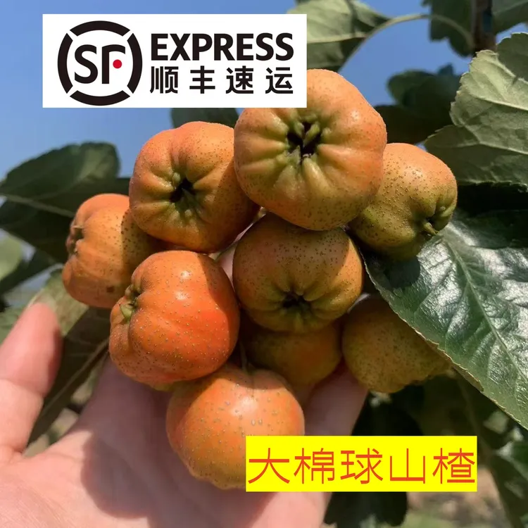 【顺丰】沂蒙山现摘现发大棉球冰葫芦专用产地直发